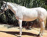 andalusian-horse