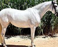 mare-andalusian-horse