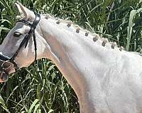 grey-andalusian-horse