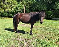 harness-working-pony-shetland-pony