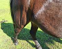 harness-working-pony