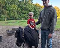 shetland-pony-mare