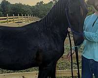 friesian-stallion