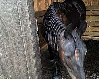 friesian-horse-for-sale