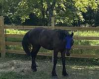 friesian-horse