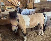 buckskin-white-black-horse