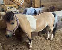 white-black-horse