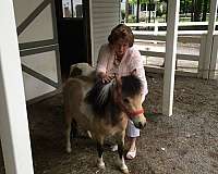 buckskin-miniature-mare