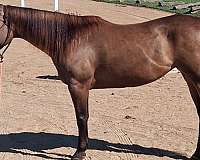 quarter-horse-for-sale
