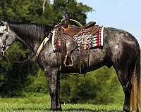 grey-dappled-horse