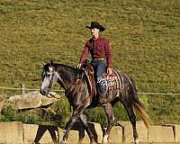 all-around-quarter-horse