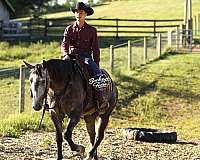 athletic-quarter-horse