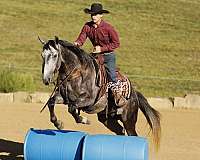 companion-quarter-horse