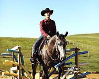beginner-quarter-horse