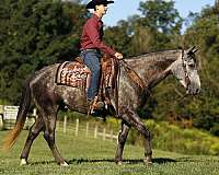 dappled-quarter-horse