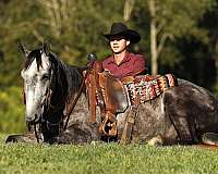 finished-quarter-horse