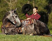 flashy-quarter-horse