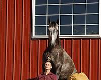 husband-safe-quarter-horse