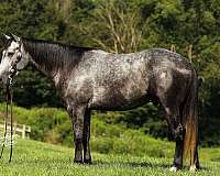 jumping-quarter-horse