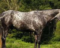 jumper-quarter-horse