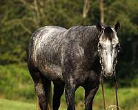 kid-safe-quarter-horse