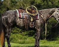 lesson-quarter-horse