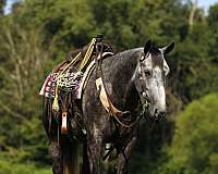 parade-quarter-horse