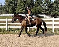 trail-pony-percheron