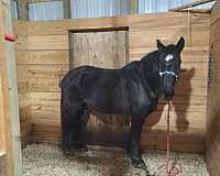 trail-deluxe-percheron-pony