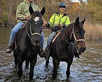 black-large-star-pony