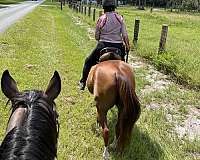 beginner-thoroughbred-horse
