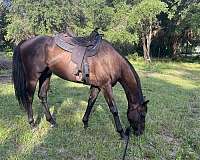 star-horse