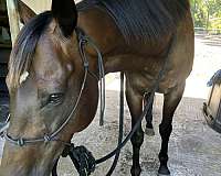horsemanship-thoroughbred-horse