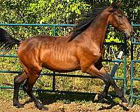 exceptional-morgan-horse