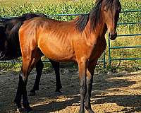 facebook-morgan-horse