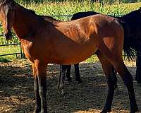 can-be-registered-morgan-horse