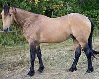 aqha-morgan-horse