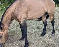 fancy-movement-morgan-horse