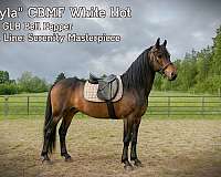 floating-morgan-horse