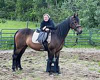 gold-morgan-horse