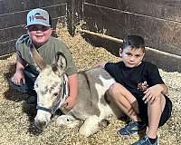 petting-zoo-donkey