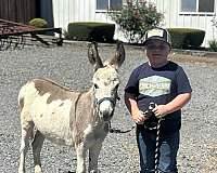 birthday-parties-donkey