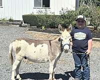 quiet-donkey