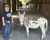 bottle-baby-donkey