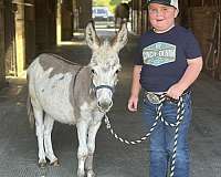 safe-for-any-level-donkey