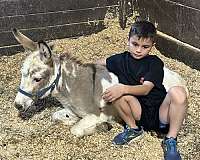 family-safe-donkey