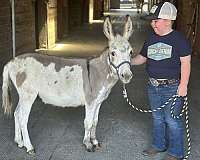 babysitter-donkey