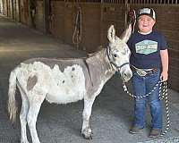 dog-like-donkey