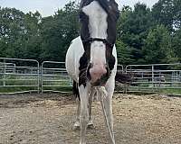paint-mare