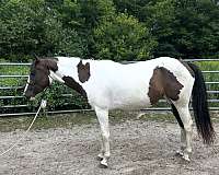 experienced-started-under-saddle-paint-thoroughbred-horse